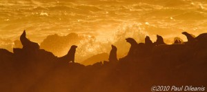 California Sea Lions at Sunset, Point Lobos