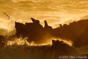 California Sea Lions