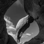 Alabama_Hills-8806