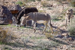 death_valley-17527