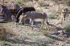 death_valley-17527