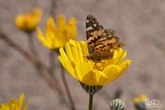 death_valley-17356