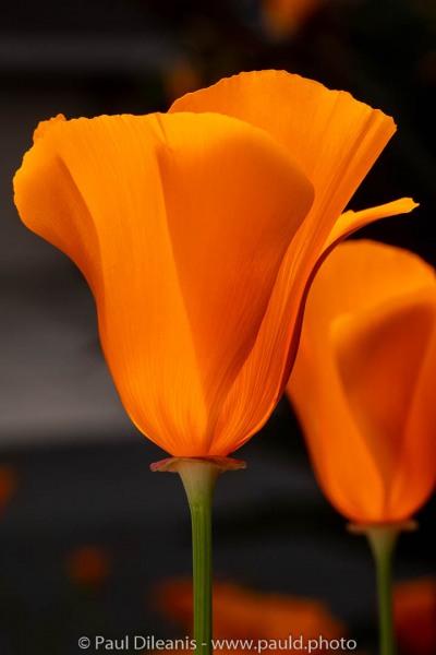 DP14380