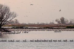 Snow Geese