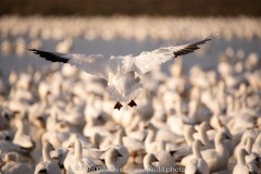 Snow Geese