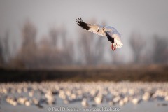 Snow Geese