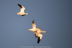 Snow Geese