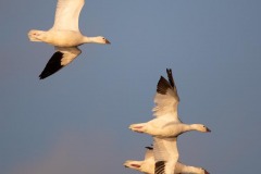 Snow Geese