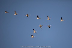 Snow Geese