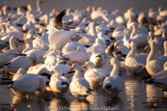 Snow Geese