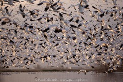 Snow Geese