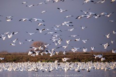 Snow Geese