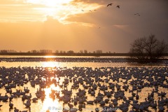 Snow Geese