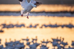 Snow Geese