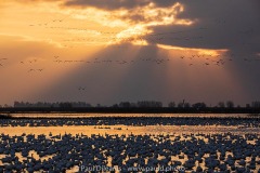 Snow Geese