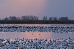 Snow Geese